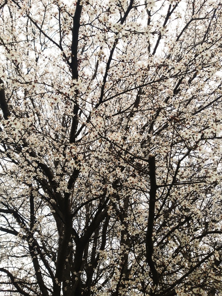 spring