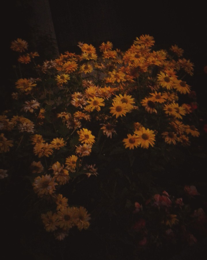 Sonnenblumen