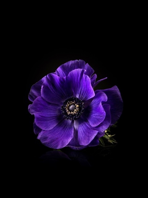 ταπετσαρίες flower, wildflower