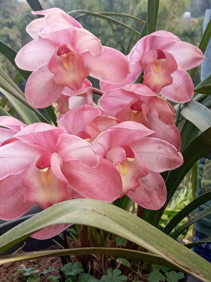 orchids