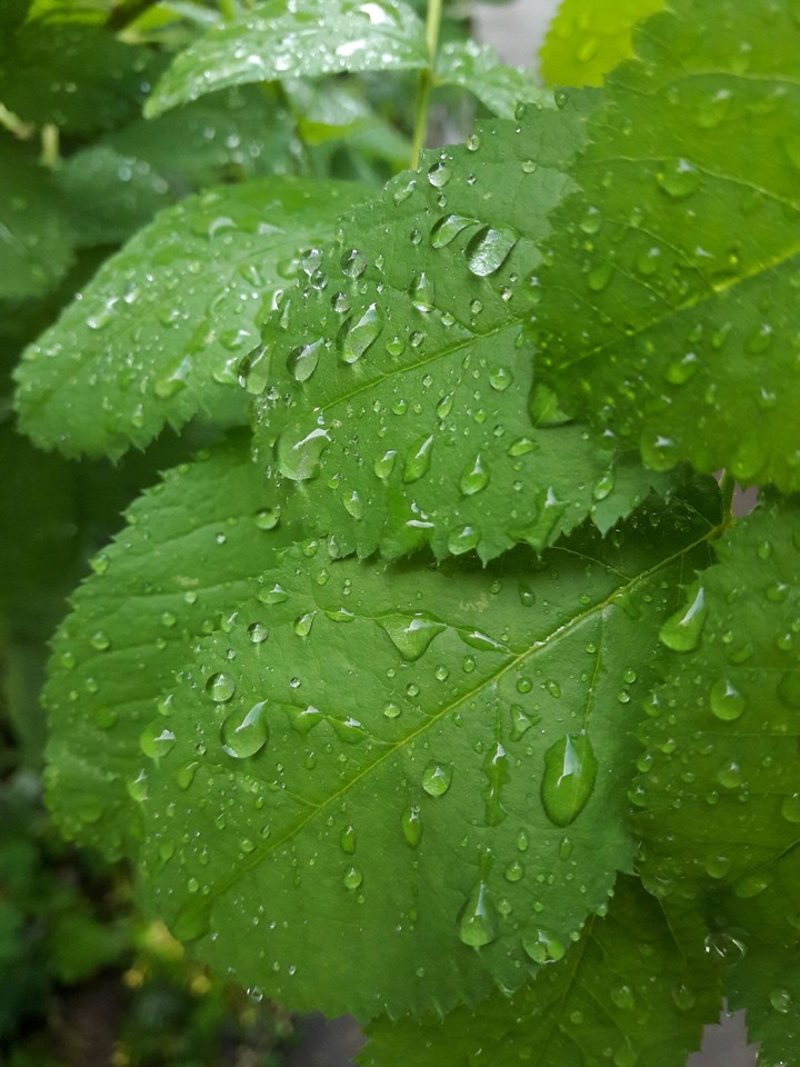Капли на листьях