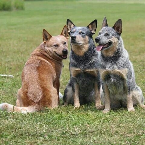 amigos
