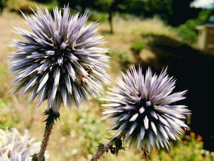 Purple beauty