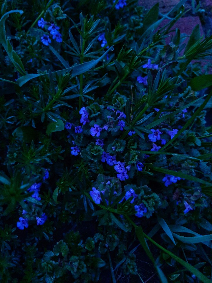 Flowers?