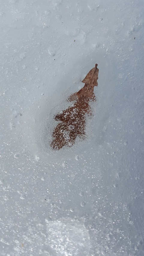 Leaf in ice