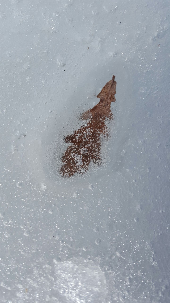 Leaf in ice
