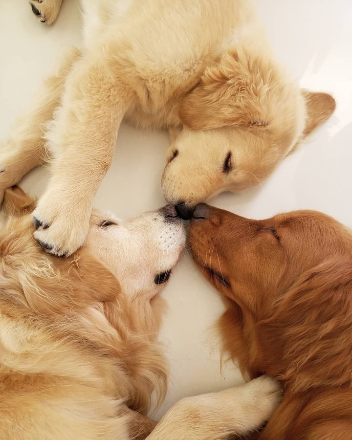 Golden Retriever dogs.