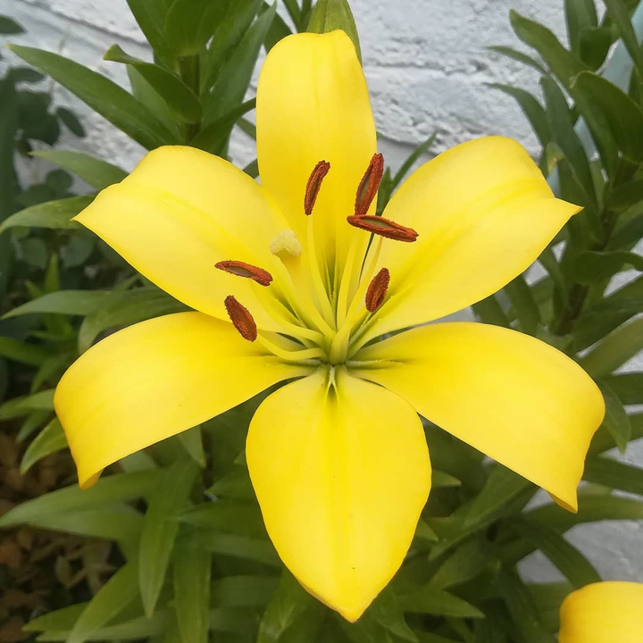lily
