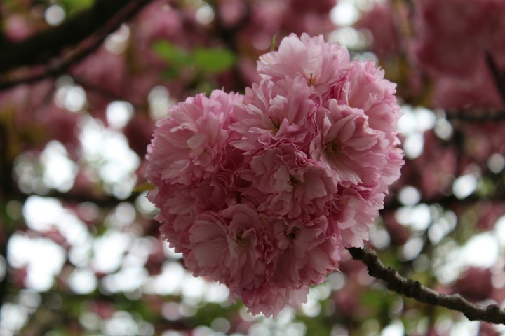 flower heart