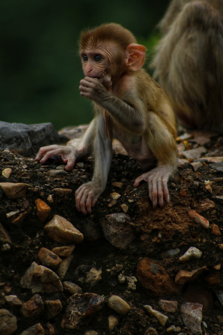 The indian monkey