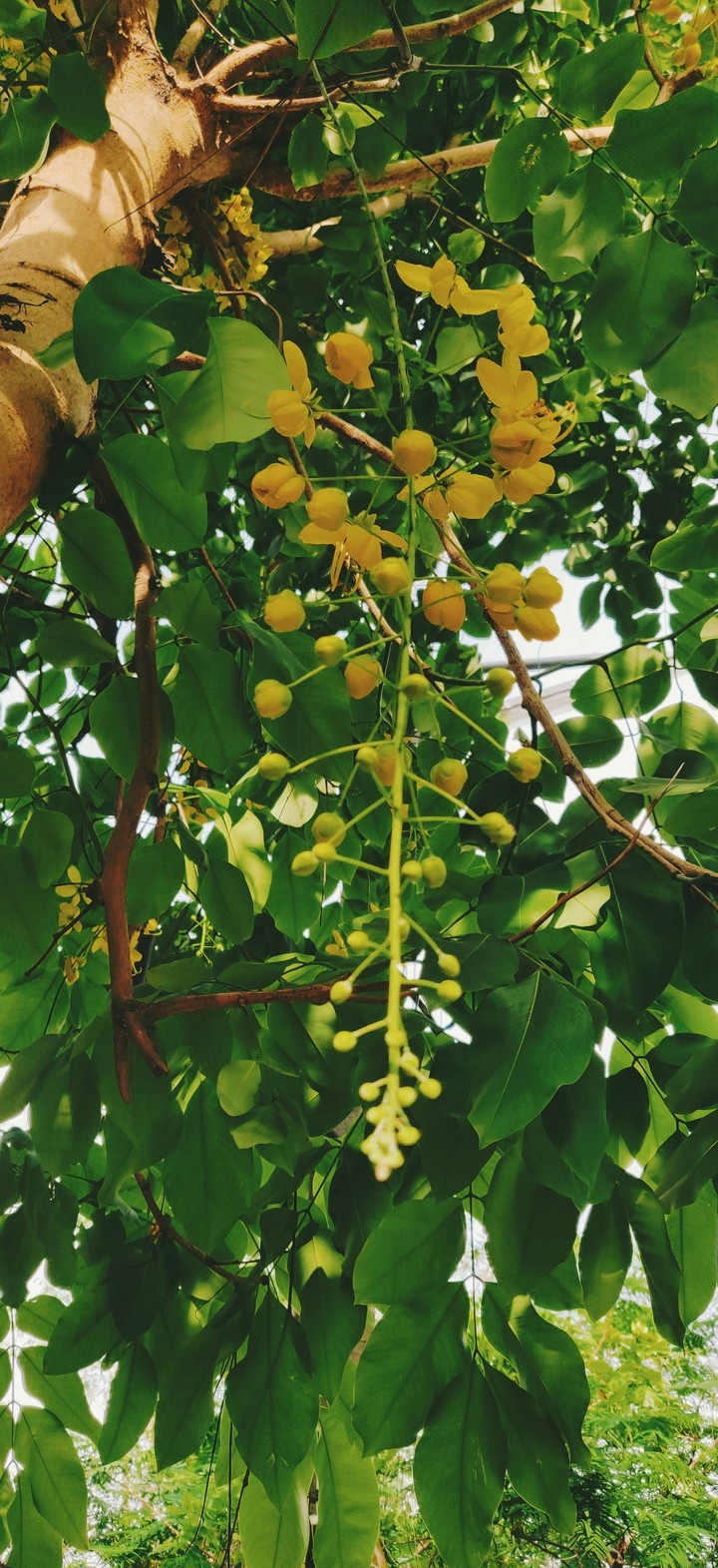 yellow flower