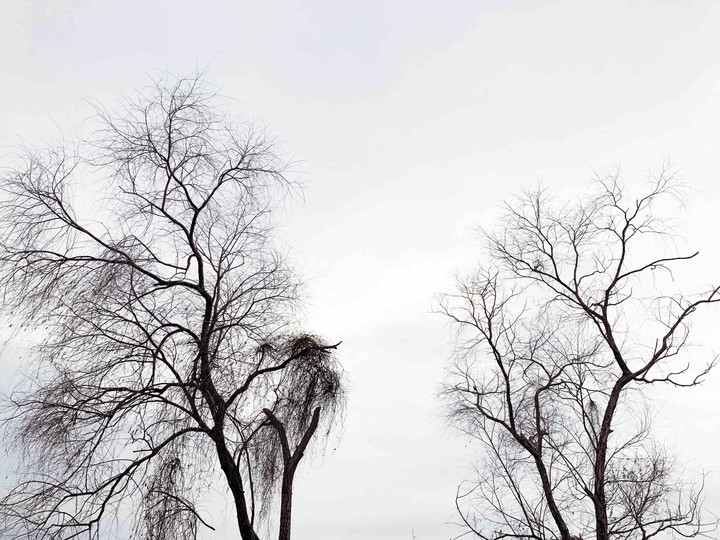 die trees