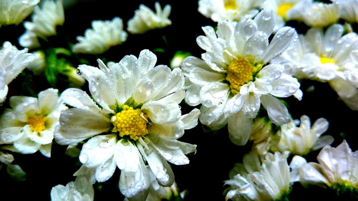 Crisântemo branco White