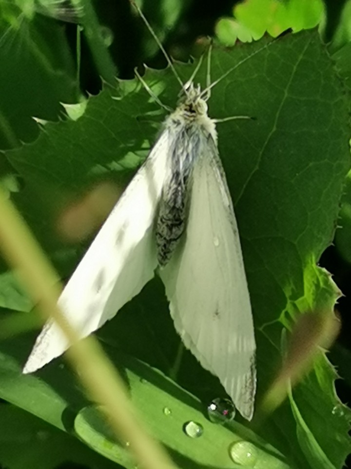 lemon moth