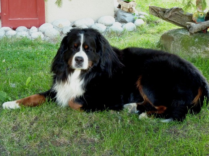 Berner Sennenhund in Andermatt