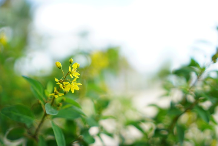 little yellow