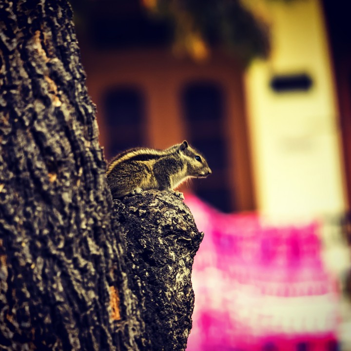 IT'S A BIRD .... IT'S A PLANE ..... IT'S A SUPER SQUIRREL!!!