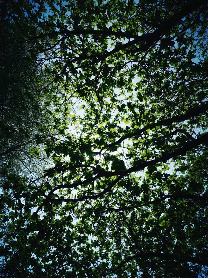 Trees'  Sky