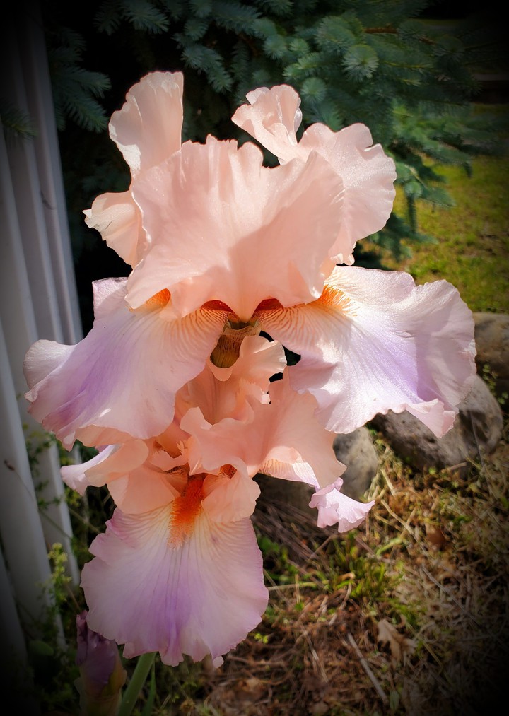 iris