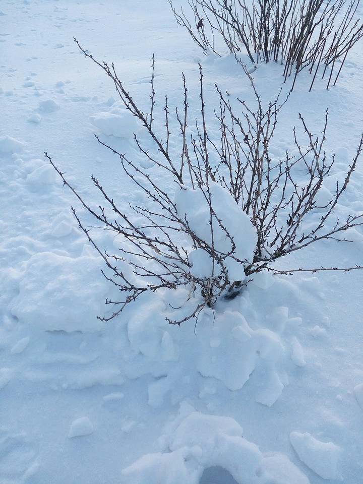 winter