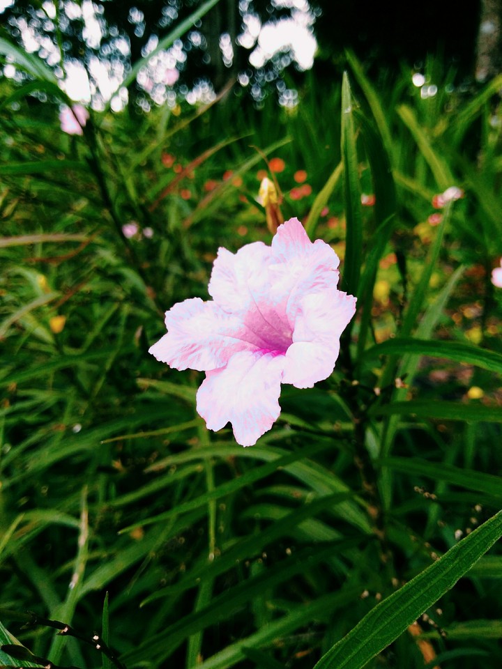 Natureza