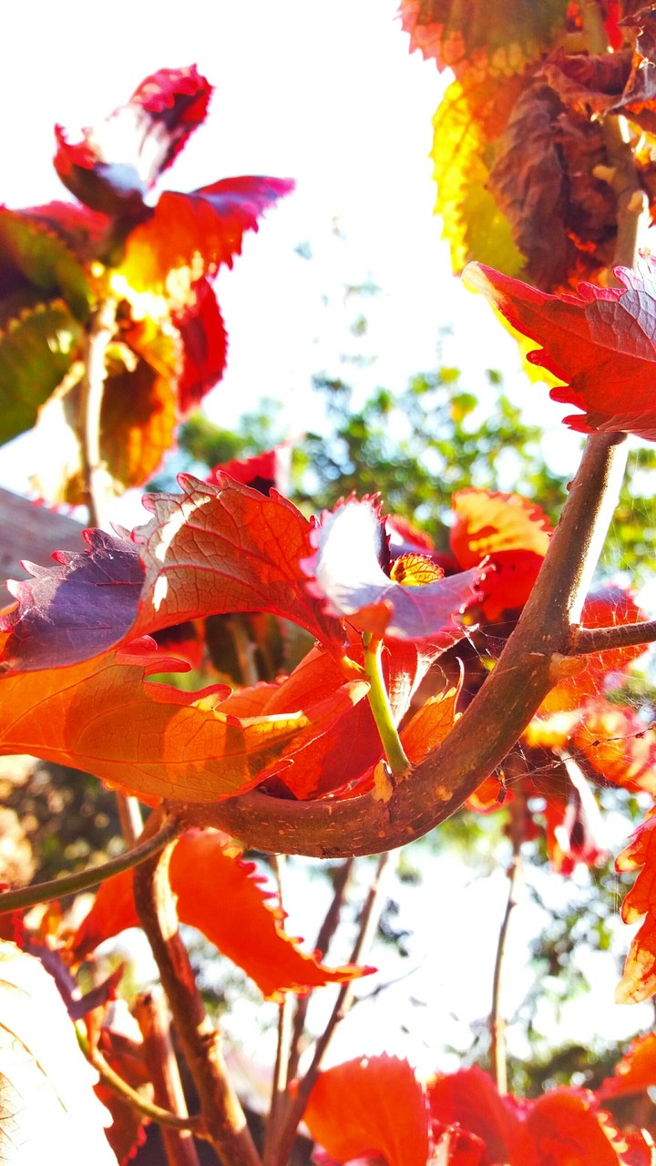 scarlet leaves ❤