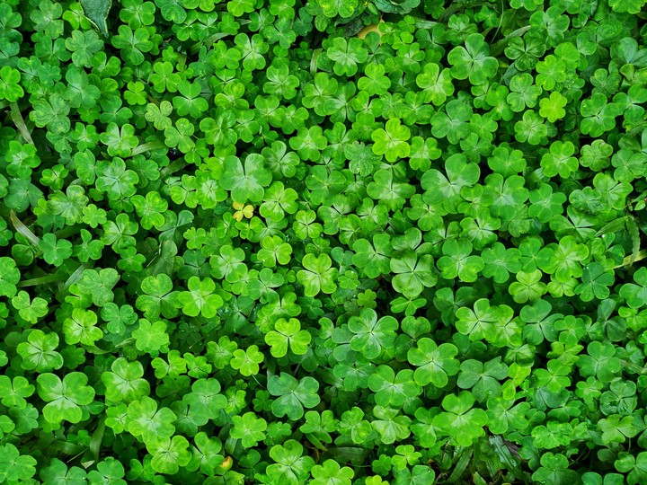 leaves