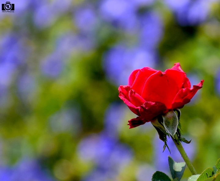 Red Rose