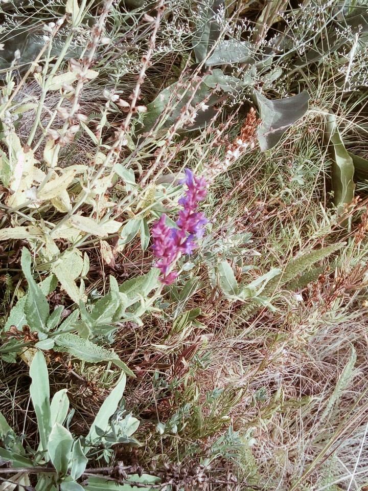 free flower