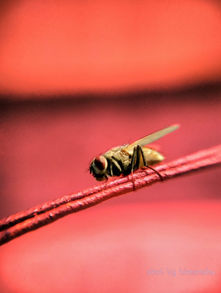 fly