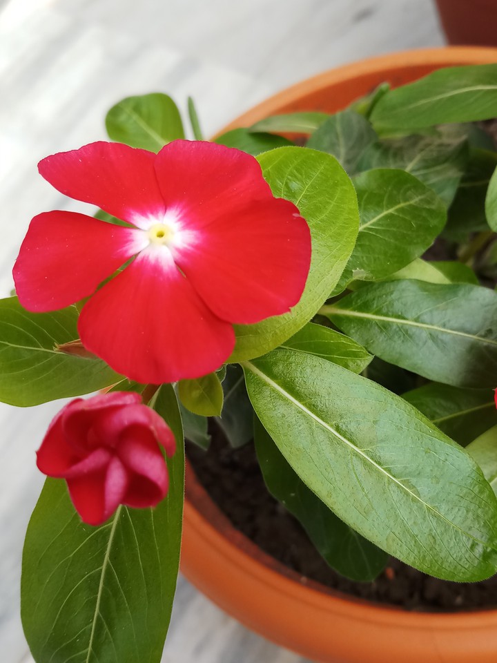 flowers