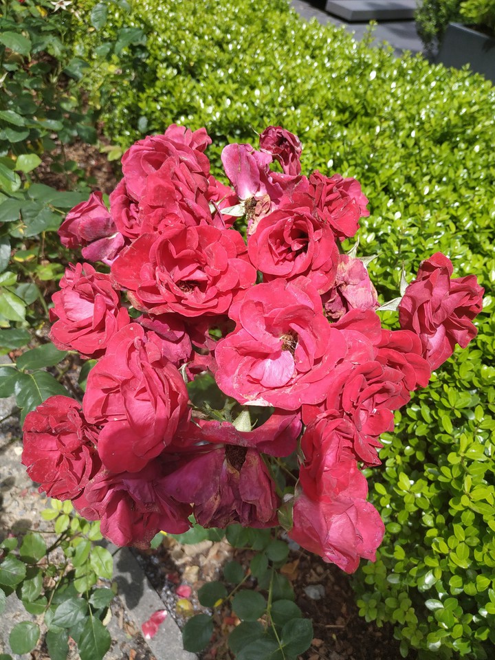 Roses