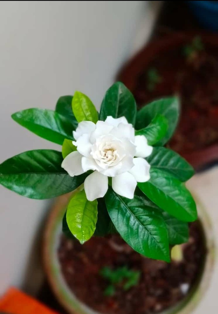 Purity white flower