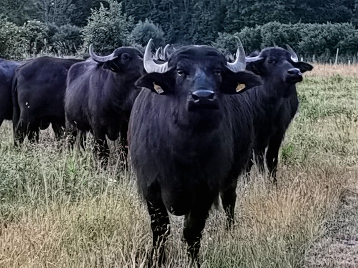 water buffaloes