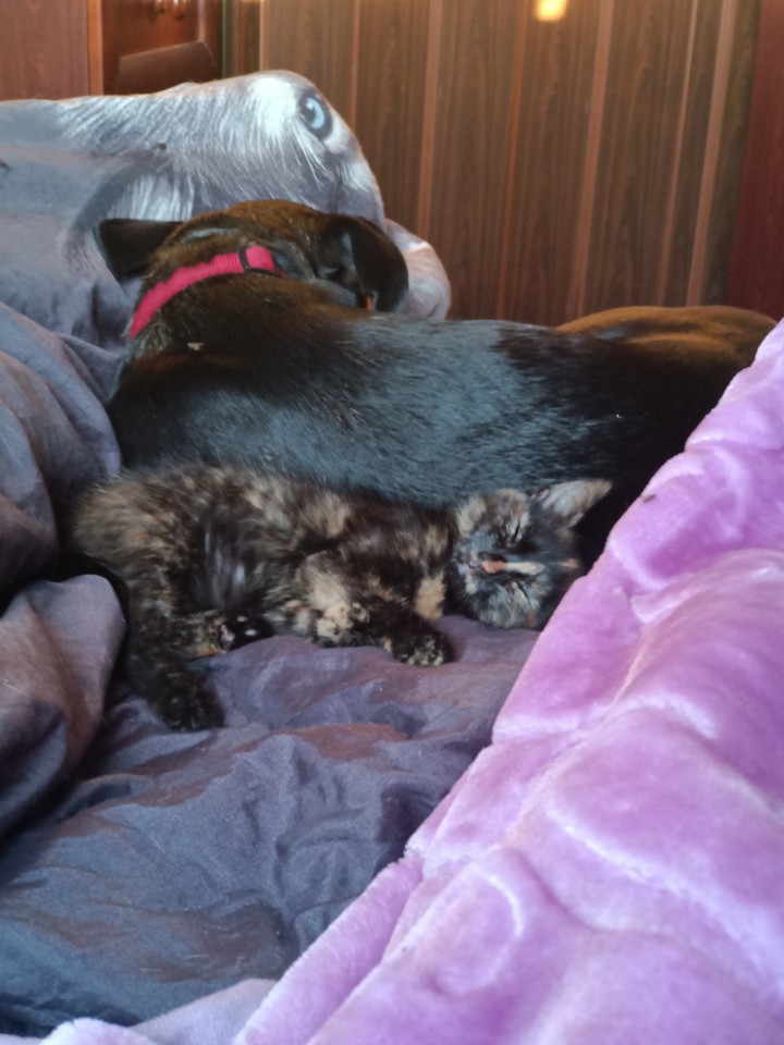 cat and dog