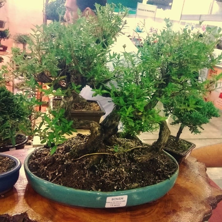 Bonsai