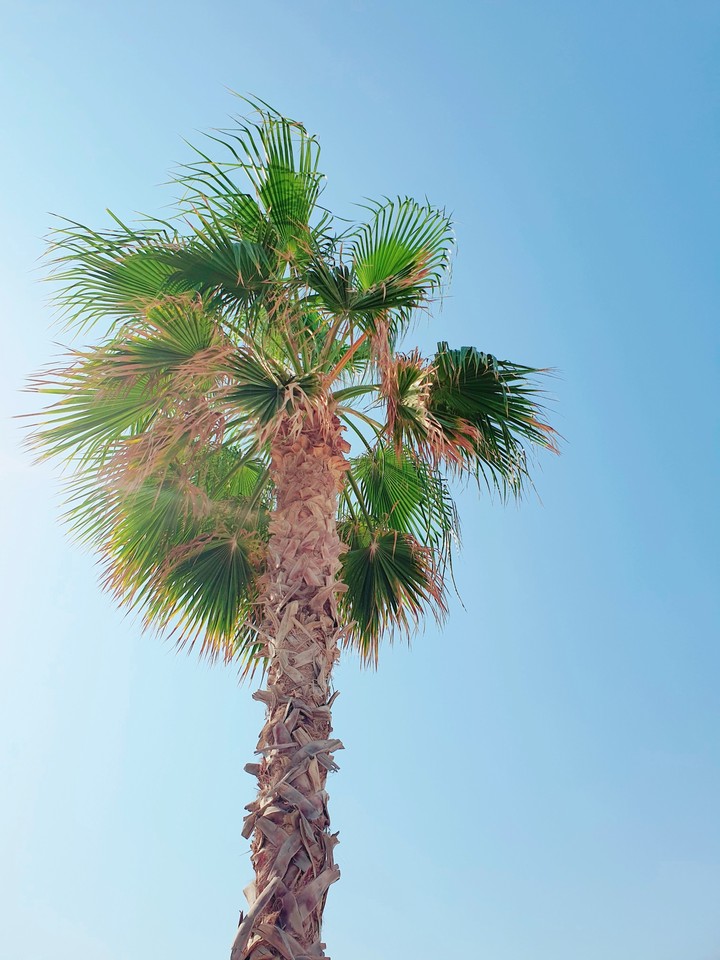 [palm]