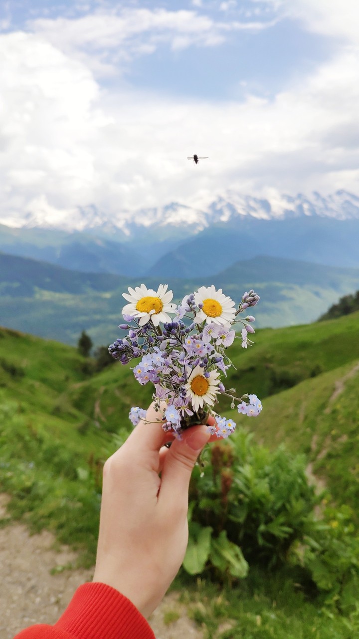 Mountain flowers