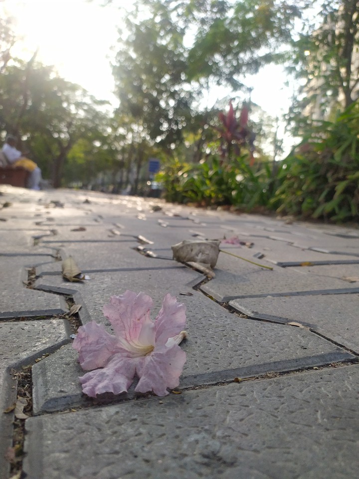 Flower