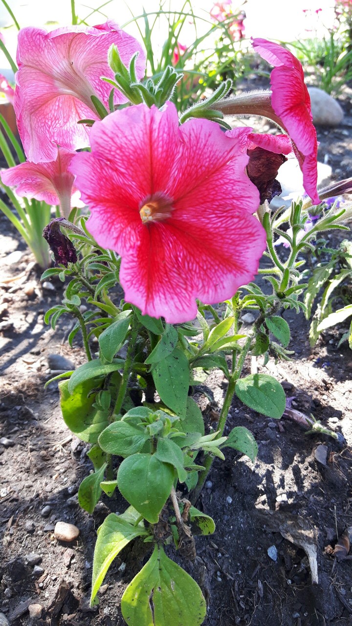 3 flowers