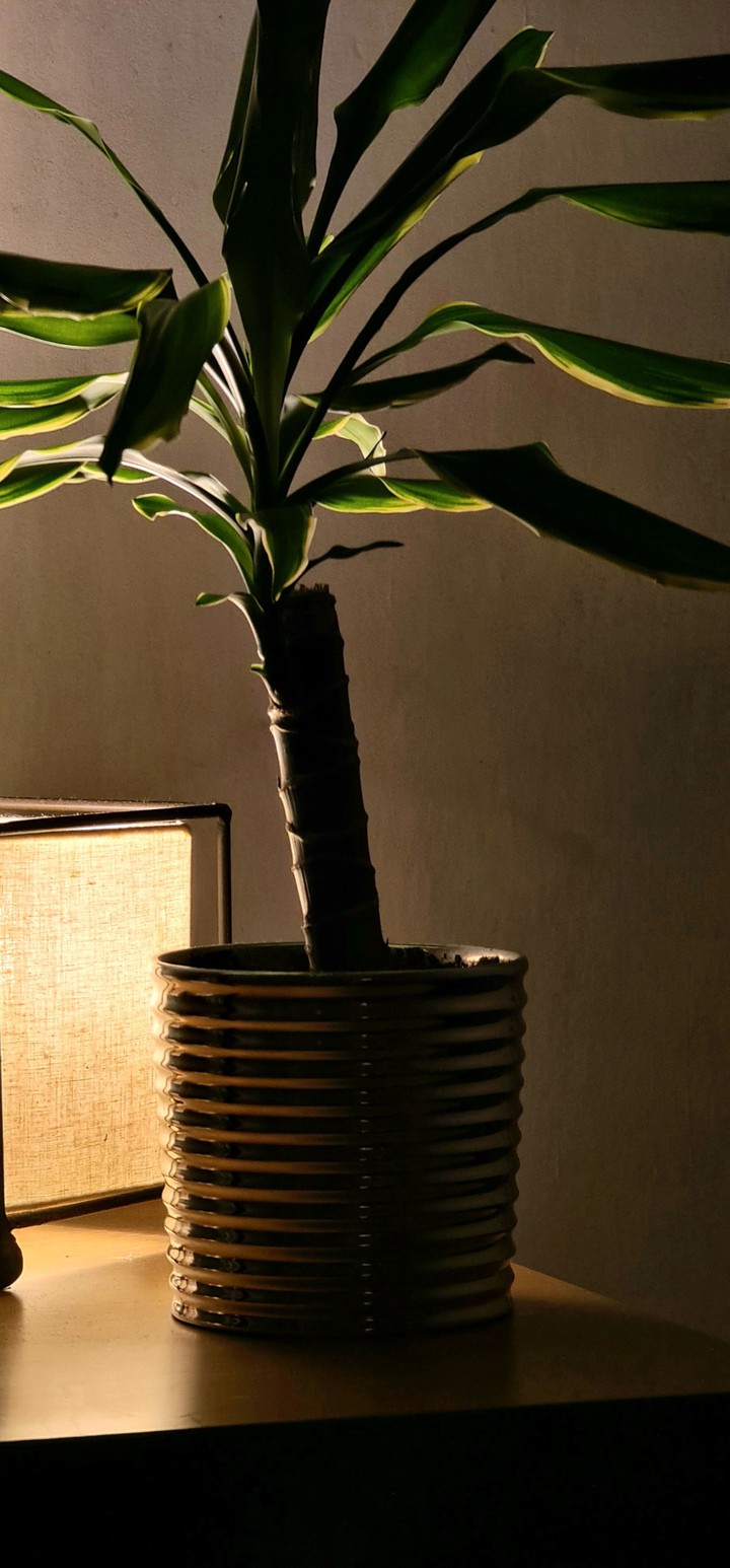 plant