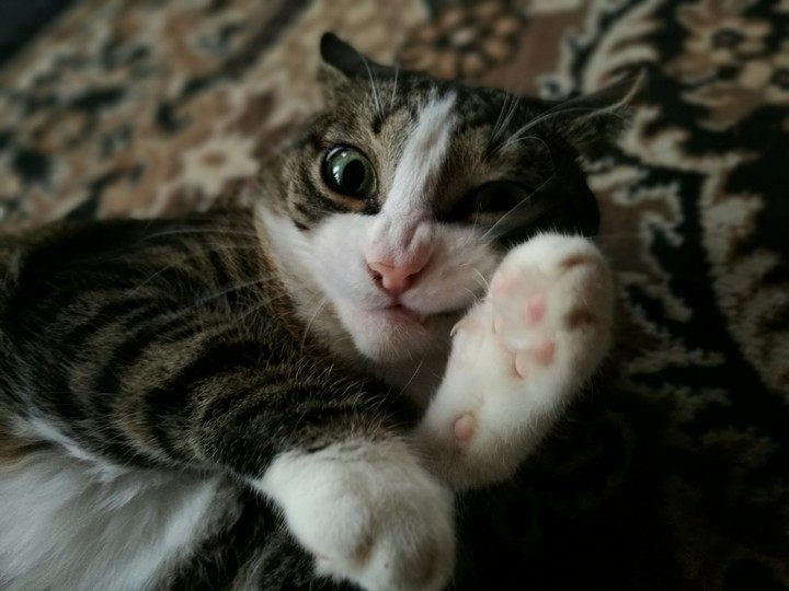 cat