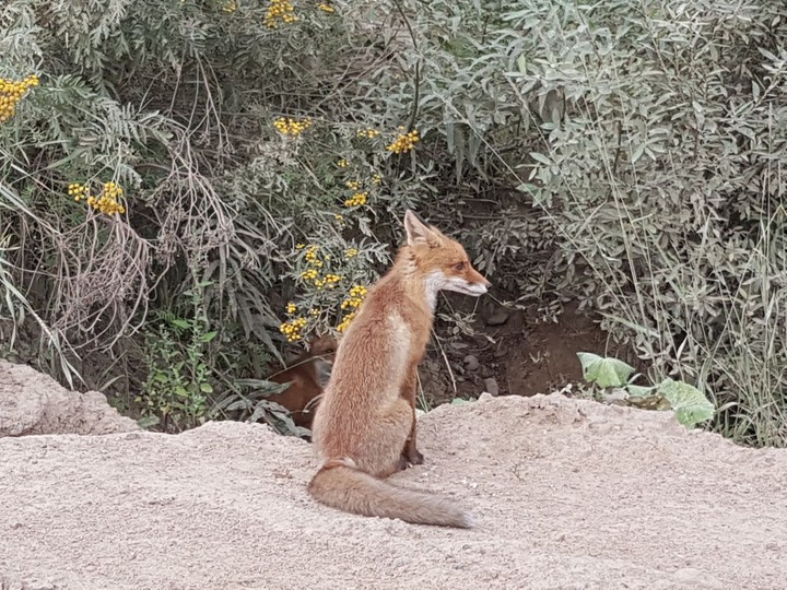 real russia fox