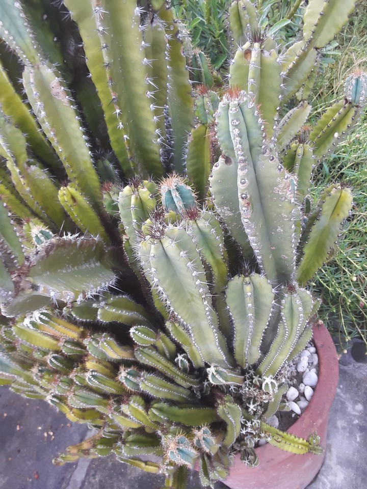 Cactus