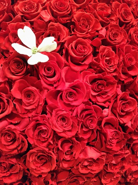 薔薇
