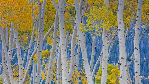 Aspen trees, Fishlake National Forest