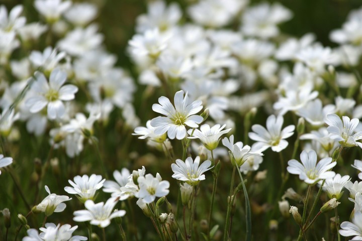 Close-up, wildflower Hintergrundbilder