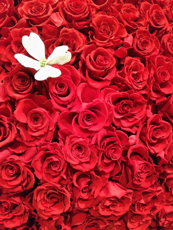 薔薇