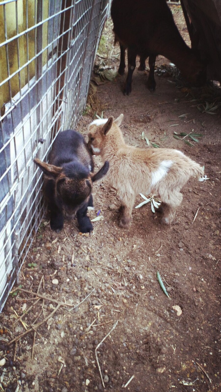 my little goats