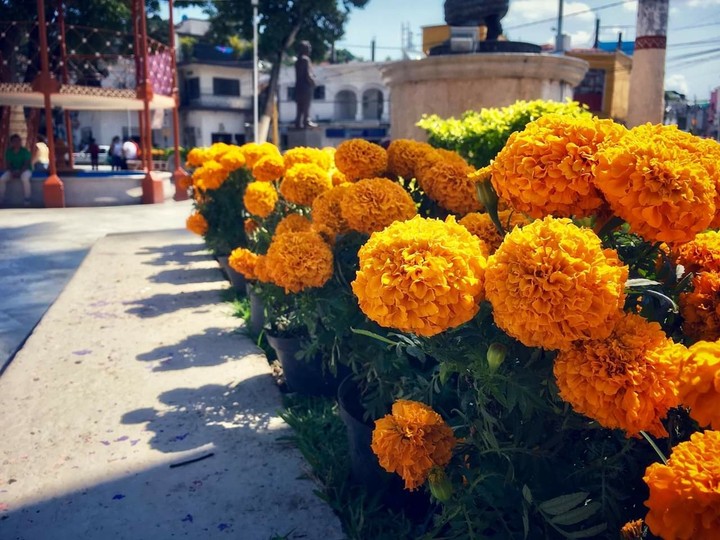 flores
